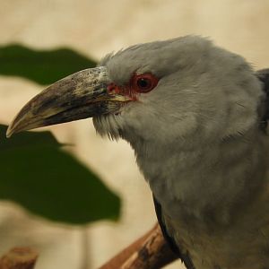 [2019] Channel-billed cuckoo