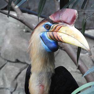 [2019] Sulawesi knobbed hornbill