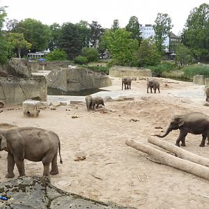 [2019] Part of elephant enclosure