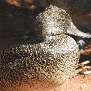 [2019] Freckled duck