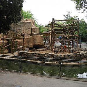 [2019] Baboon enclosure