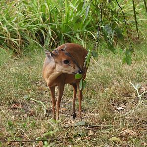 [2019] Red forest duiker