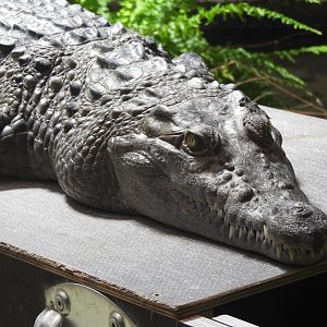 [2019] Philippine crocodile