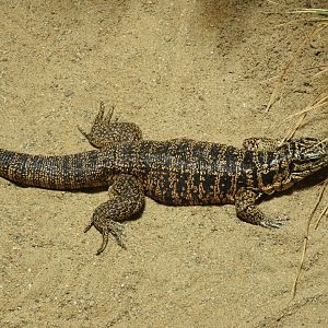 [2019] Cryptic golden tegu