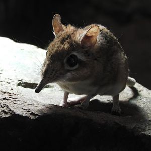 [2019] Rufous sengi