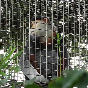 [2019] Red-shanked douc langur