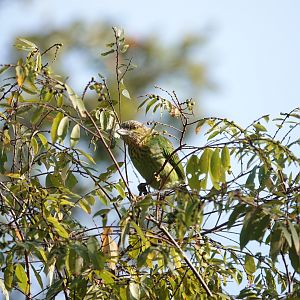 Moustached barbet