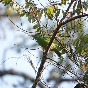 Green-eared barbet