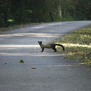 Yellow-throated marten