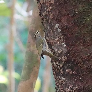 Claudia's Leaf Warbler