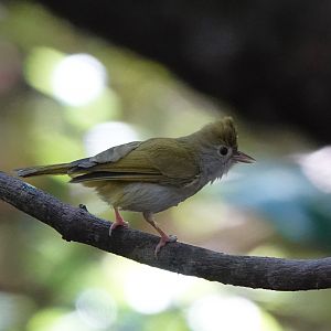White-bellied Erpornis