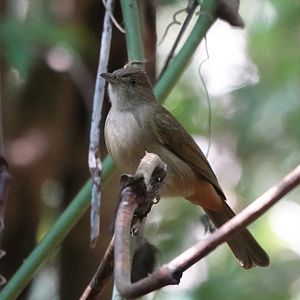 Gray-eyed Bulbul