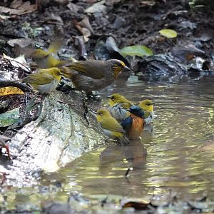 Bathing birds