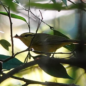 Sulphur-breasted Warbler