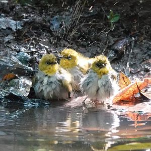 Fluffy Swinhoe's White-eyes
