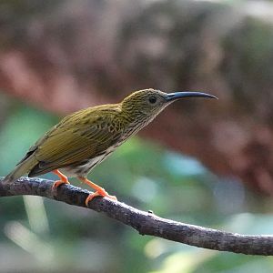 Streaked Spiderhunter