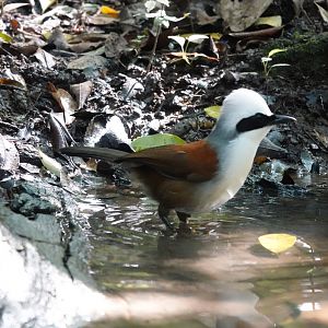 White-crested Laughingthrush