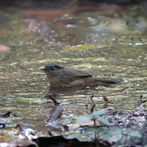 Brown-cheeked Fulvetta