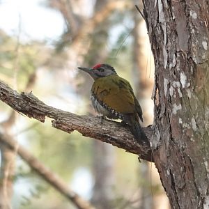 Gray-headed Woodpecker
