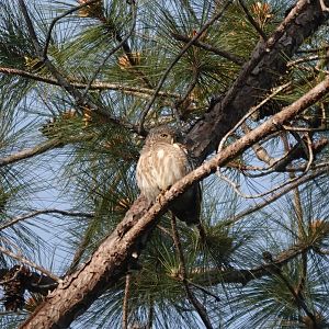 Collared Owlet