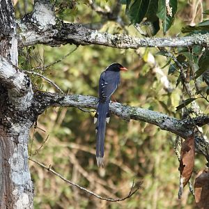 Red-billed Blue-Magpie