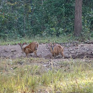 Northern red muntjac