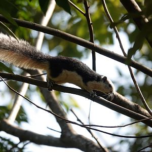 Finlayson's squirrel