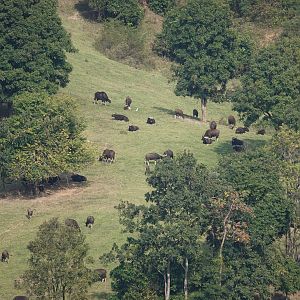 Gaurs on a hill