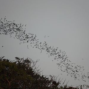 Wrinkle-lipped free-tailed bats