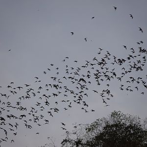 Wrinkle-lipped free-tailed bats