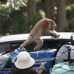 Northern pig-tailed macaque stealing food