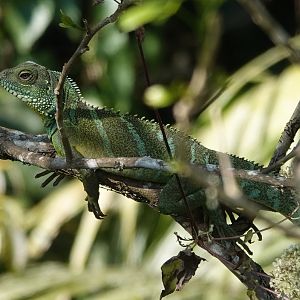 Chinese water dragon