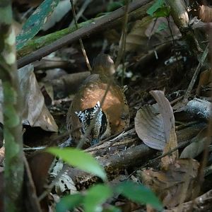 Eared Pitta showing its ears