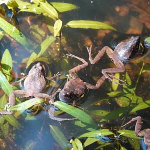 Berdmore's narrow-mouthed frog