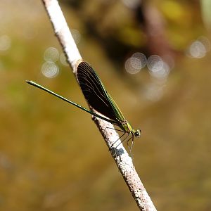 Green Metalwing