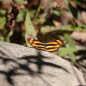 Oriental Common Lascar