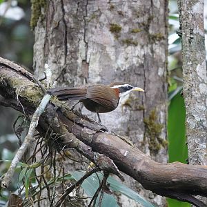 White-browed Scimitar-Babbler