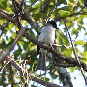 Ashy Bulbul