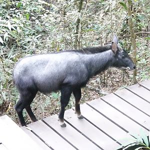 Just a serow crossing on the boardwalk!