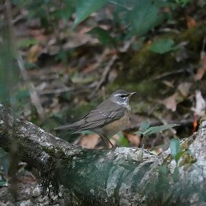 Eyebrowed Thrush