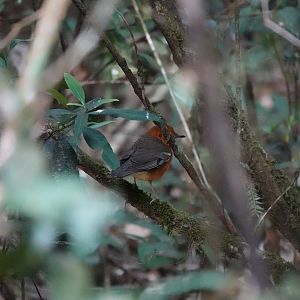 Orange-headed Thrush