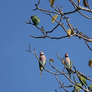 Red-breasted Parakeet