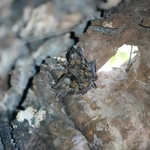 Lesser False Vampire Bats