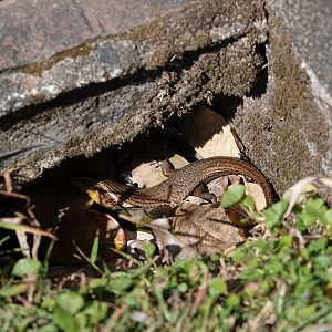 Common Sun Skink