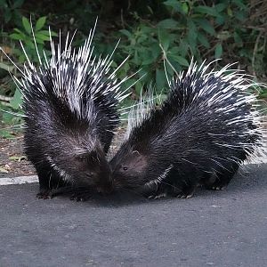East Asian Porcupines