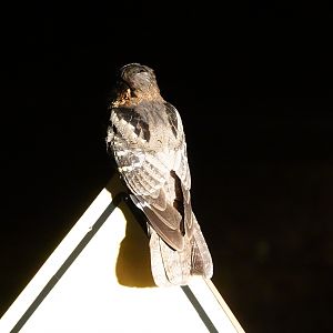 Large-tailed Nightjar