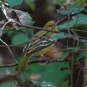Common Iora