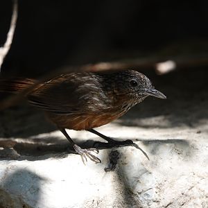 Rufous Limestone Babbler