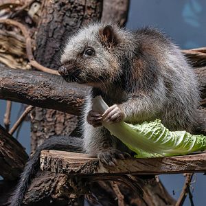 Northern Luzon giant cloud rat (Phloeomys pallidus)
