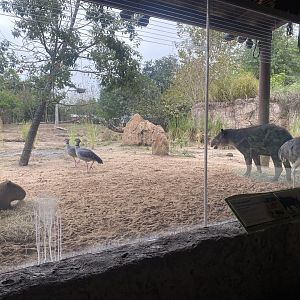 Pantanal has been replanted